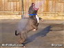 do pitbulls snap?